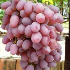 Виноград Тайфи розовый в Сакие