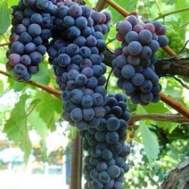 Виноград Черный жемчуг в Сакие