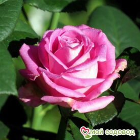 Роза чайно-гибридная Аква в Сакие