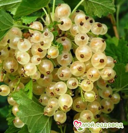 Белая смородина Белая Фея