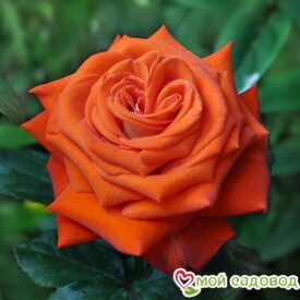 Роза чайно-гибридная Верано в Сакие
