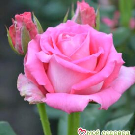 Роза чайно-гибридная Топаз в Сакие