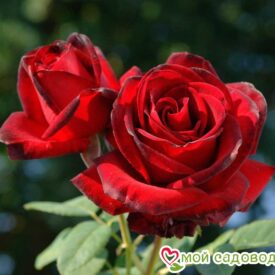 Роза чайно-гибридная Мадам Дельбар в Сакие