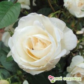 Роза Спрей белый в Сакие