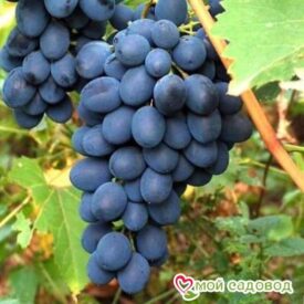 Ароматный и сладкий виноград “Августа” в Сакие