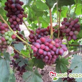 Виноград Фаэтон в Сакие