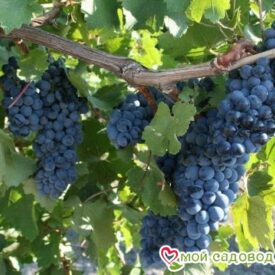 Виноград Рубиновый Магарача в Сакие