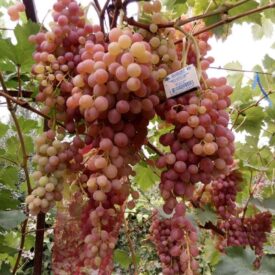 Виноград Лучистый в Сакие
