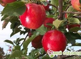 Яблоня Джонаголд в Сакие