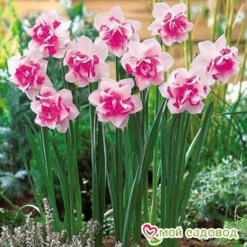 Нарцисс Розовый крупноцветковый в Сакие