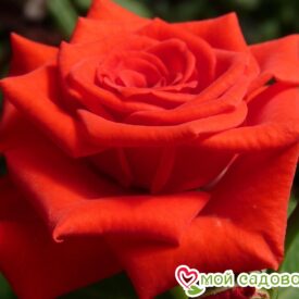 Роза чайно-гибридная Корвет в Сакие