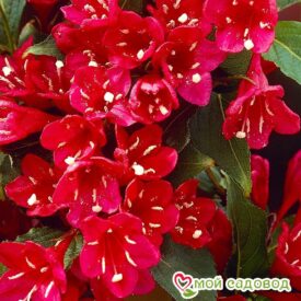 Вейгела цветущая “Ред Принц” в Сакие