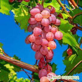 Виноград Лидия (Розовая Изабелла) в Сакие