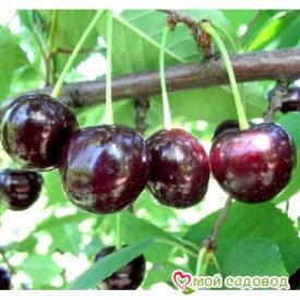 Саженцы вишни – Чудо-вишня в Сакие