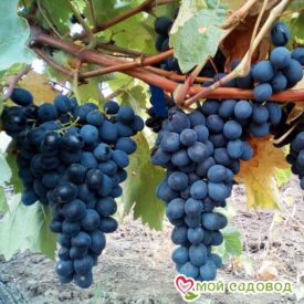 Виноград Молдова в Сакие