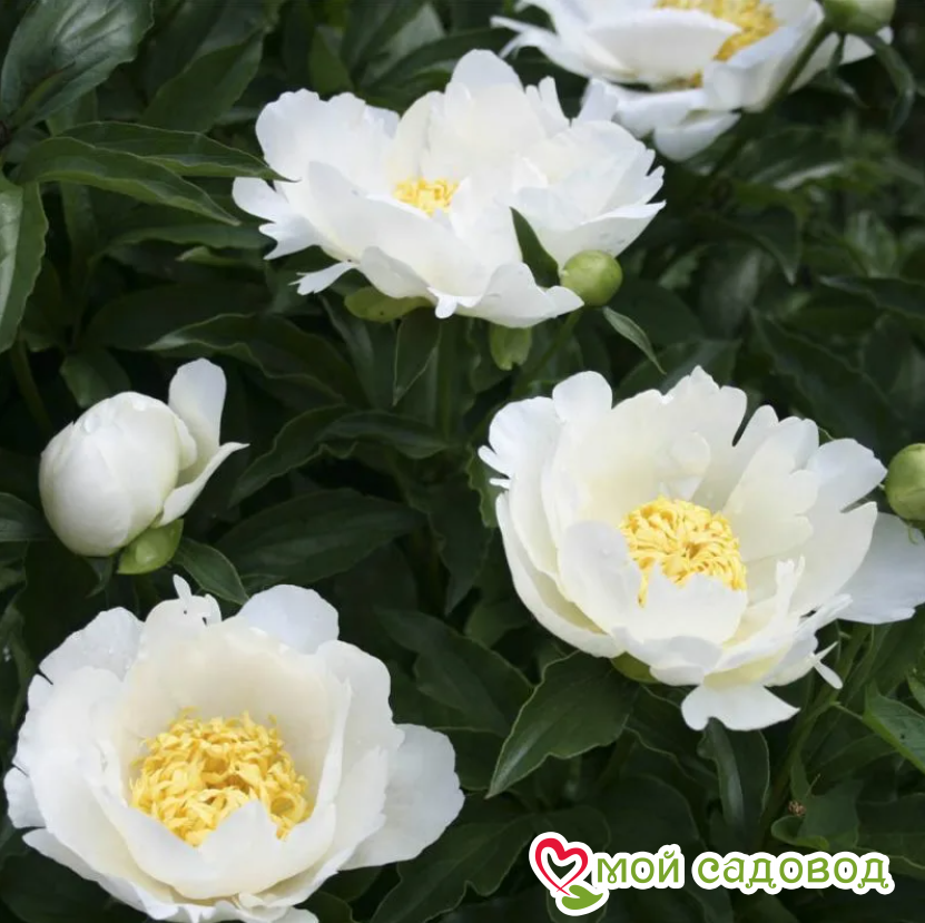 Пион Патио Мадрид