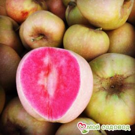 Яблоня Розовый жемчуг в Сакие