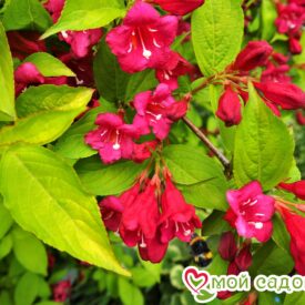Вейгела цветущая “Рубидор” в Сакие