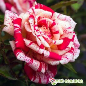 Роза чайно-гибридная Папагено в Сакие