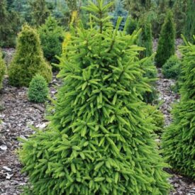 Ель обыкновенная (Picea abies) в Сакие