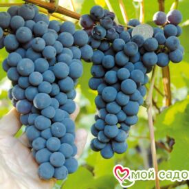 Виноград Амурский синий в Сакие