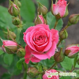 Роза Спрей розовый в Сакие