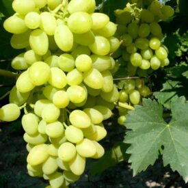 Виноград Осенний крупноплодный в Сакие