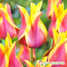 Тюльпан лилиецветный Баллада Дрим в Сакие