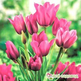 Тюльпан многоцветковый Пурпл Букет в Сакие