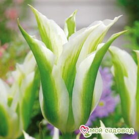 Тюльпан зеленоцветный Уайт Спринг Грин в Сакие