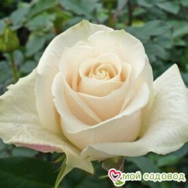 Роза чайно-гибридная Венделла в Сакие