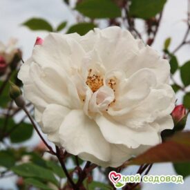 Роза Белый каскад в Сакие