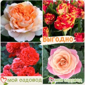 Комплект роз! Роза плетистая, спрей, чайн-гибридная и Английская роза в одном комплекте в Сакие