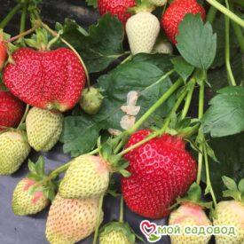 Клубника Румба (ранняя ягода) в Сакие