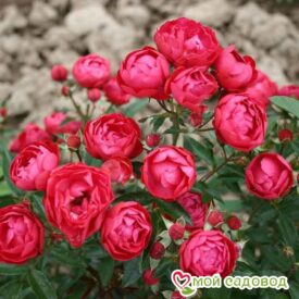 Роза полиантовая Морздаг Ред (Morsdag Red) в Сакие